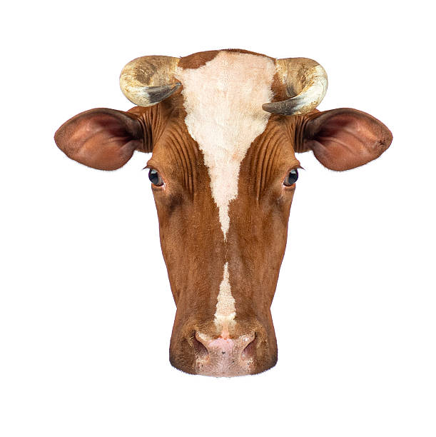istock Brown cow head with horns isolated on white background 2245299420