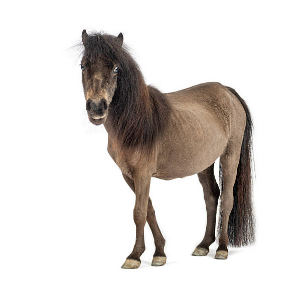 istock Shetland pony standing looking at camera on white background 2245299476