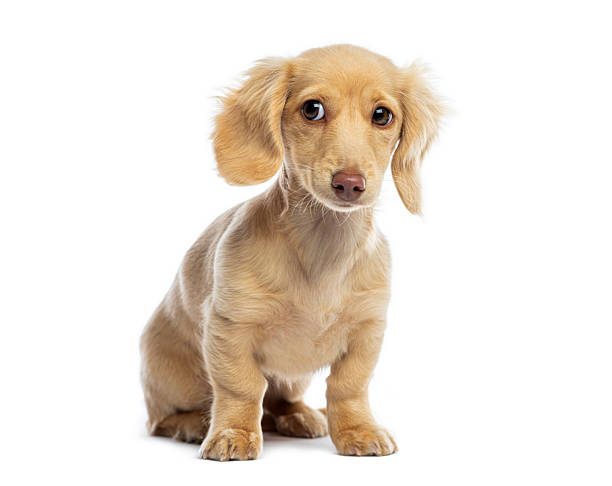 istock Cute long-haired dachshund puppy sitting on white background 2245299494