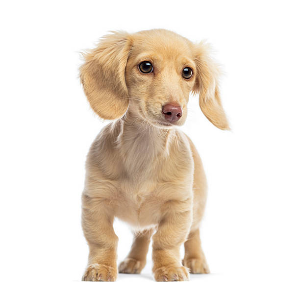 istock Adorable long-haired dachshund puppy standing on white background 2245299499