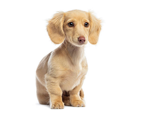 istock Long-haired cream dachshund puppy sitting looking at camera 2245299559