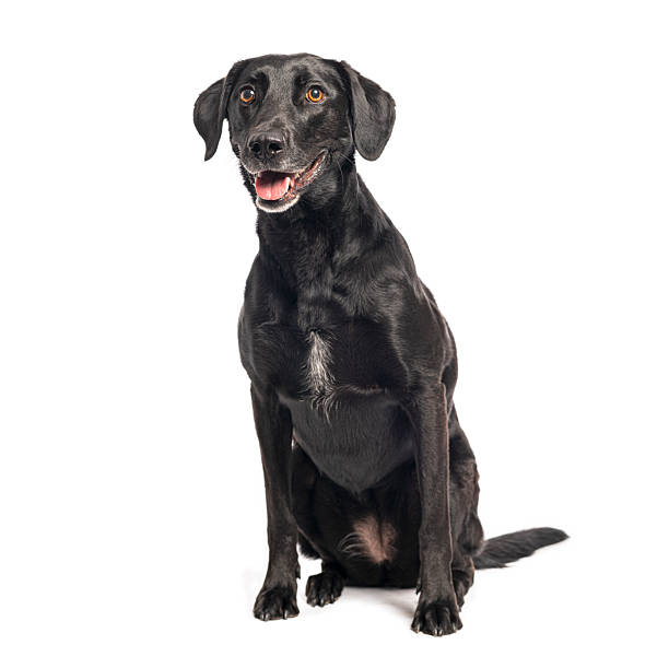 istock Black labrador retriever dog sitting happily and panting on white background 2245299588