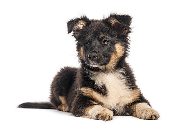 istock Cute puppy dog lying down looking forward 2245299684
