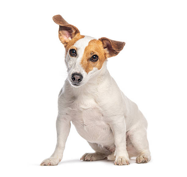 istock Jack russell terrier dog sitting and listening with tilted head 2245299701