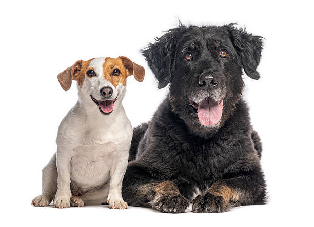 istock Happy dogs smiling and looking at camera in a studio 2245299751