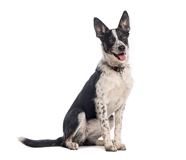 istock Border collie crossbreed dog sitting looking at camera 2245299762