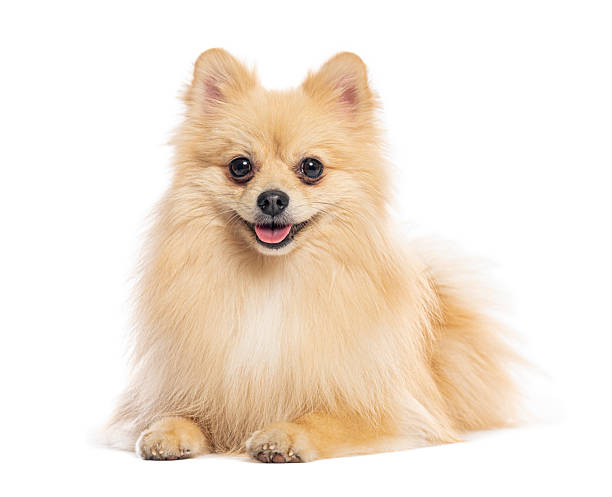istock Fluffy pomeranian dog lying down smiling at camera 2245299874