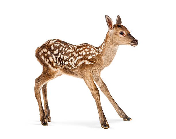 istock Few hours old red deer fawn walking on white background 2245299921
