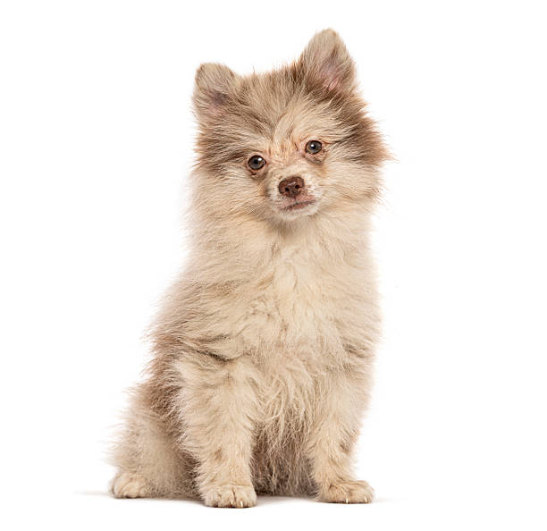 istock Adorable pomeranian puppy sitting and looking forward on white background 2245299950