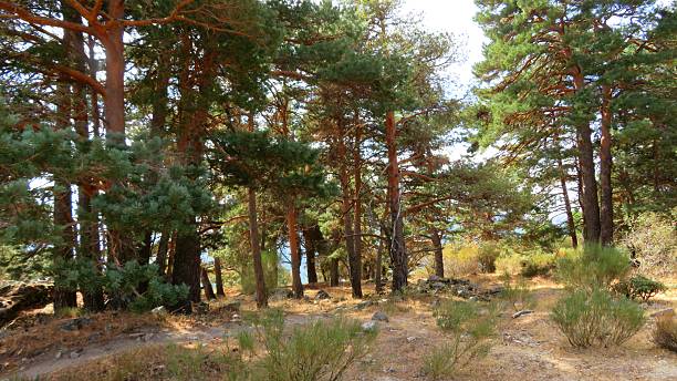 istock Forest Landscape in the Guadarrama Mountains 2245300232