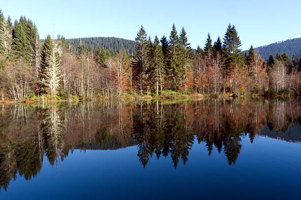 istock Symmetrical Forest Reflection in Calm Lake Water 2245301107