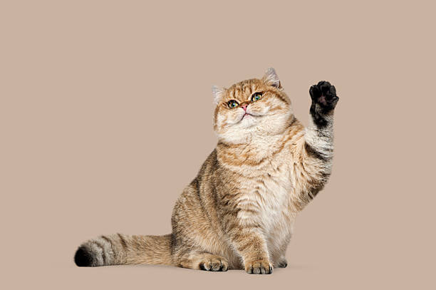 Golden british shorthair cat sitting and raising its paw, looking into the camera