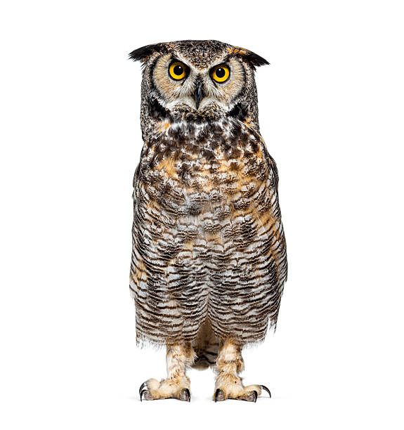 istock Great horned owl standing looking at camera isolated 2245301239