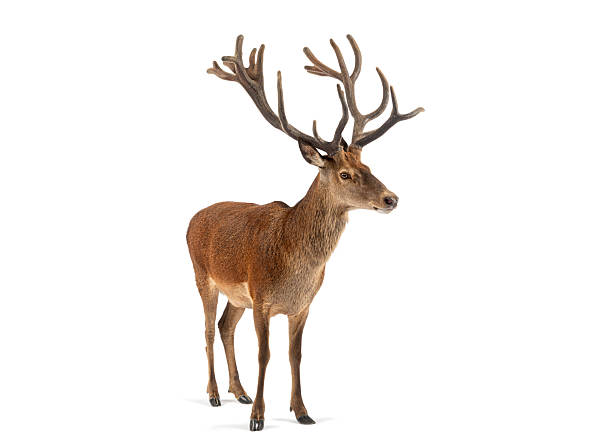 istock Red deer stag standing isolated on white background 2245301263