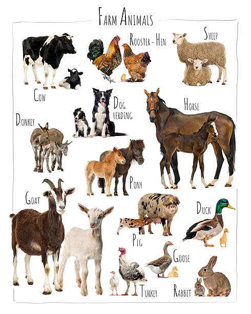 istock Farm animals educational chart with various livestock 2245301341