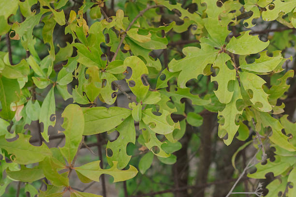 istock Plant foliage damage from leafcutter bee and drought stress: a macro view 2245301353