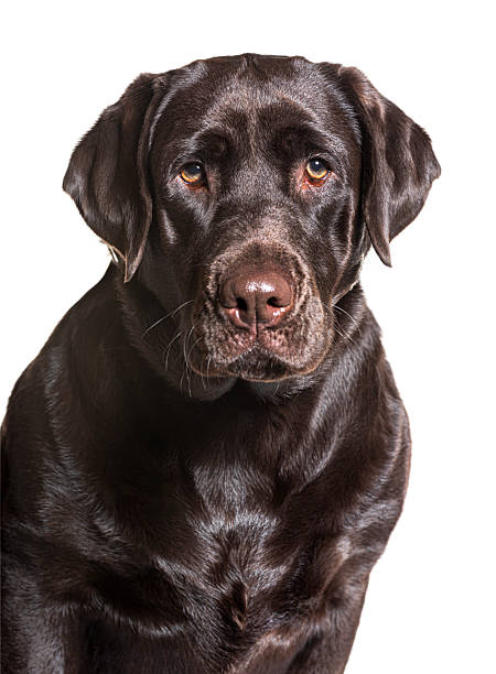 istock Chocolate labrador retriever dog looking at camera on white background 2245301373