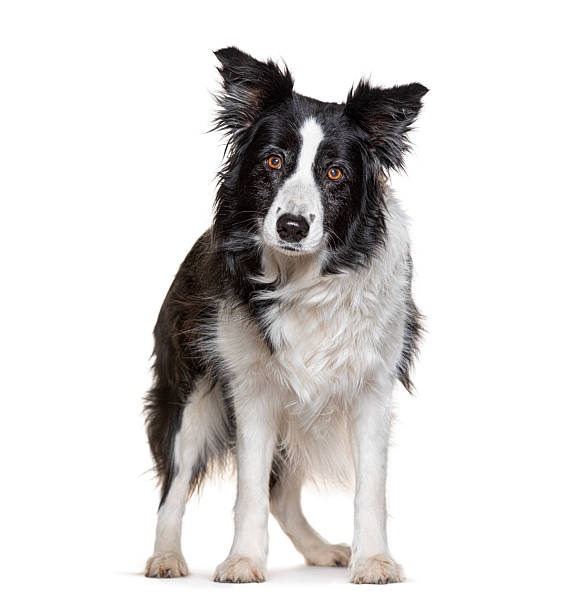 istock Border collie dog standing watching on white background 2245301390