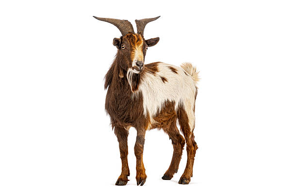 istock Domestic goat standing with white background looking at camera 2245301411