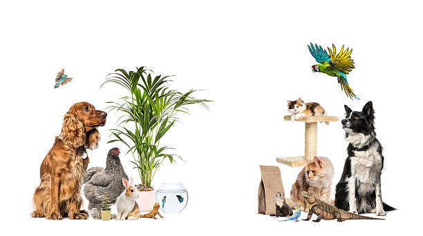 istock Group of various pets and domestic animals standing together 2245301437
