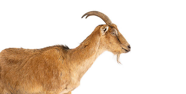 istock Domestic goat standing in profile on white background 2245301456