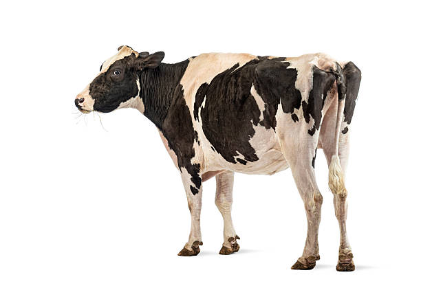istock Holstein friesian cow standing alone on white background 2245301476
