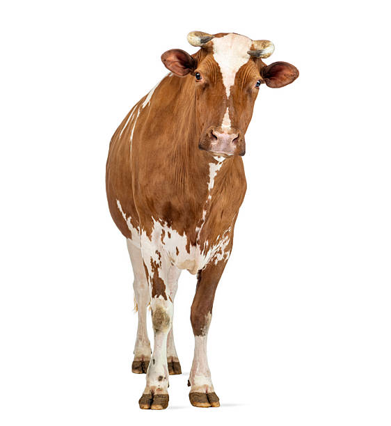 istock Brown and white cow standing on white background 2245301505