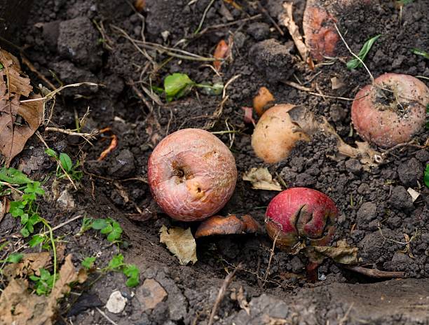 Ripe rotting apples lying on the soil outdoors.
