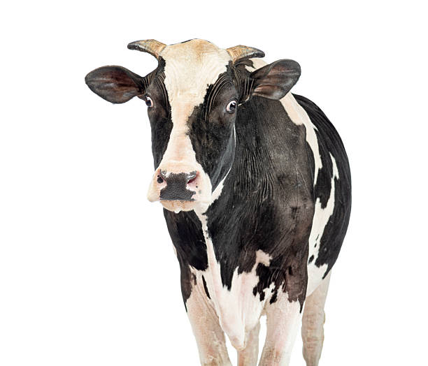 istock Dairy cow with horns on white background 2245301510