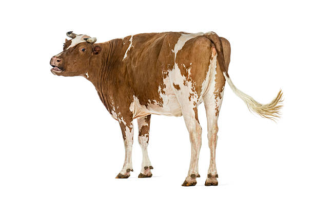 istock Brown and white cow standing mooing on white background 2245301545