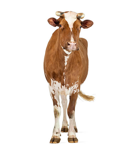 istock Brown and white cow standing on white background 2245301556