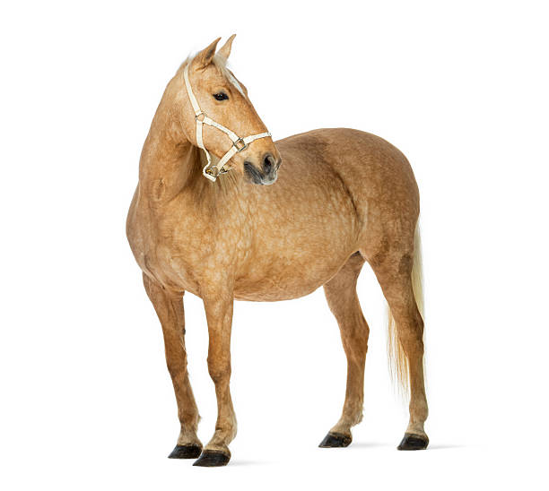 istock Palomino horse standing with halter in studio 2245301564