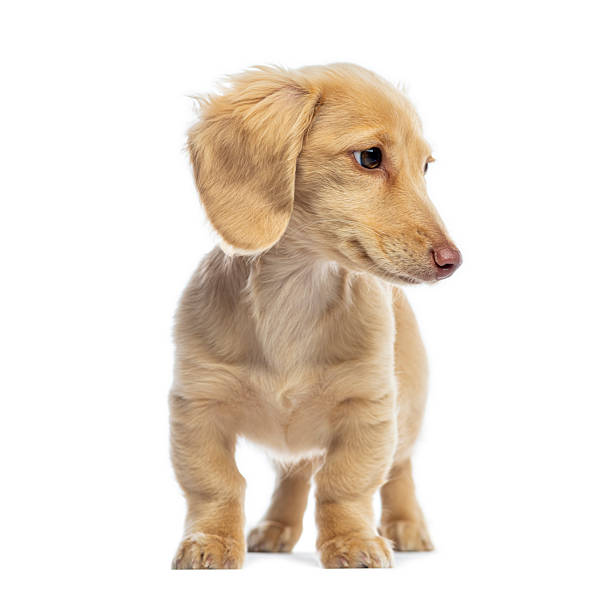 istock Long-haired dachshund puppy standing on white background 2245301577