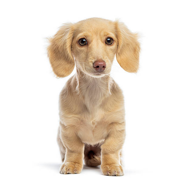 istock Long-haired cream dachshund puppy sitting on white background 2245301589