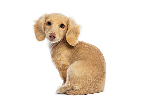 istock Long-haired cream colored dachshund puppy sitting, looking at camera 2245301600
