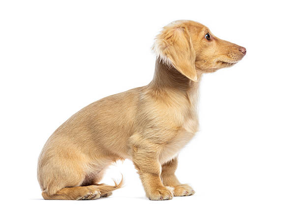 istock Long-haired dachshund puppy sitting profile on white background 2245301609