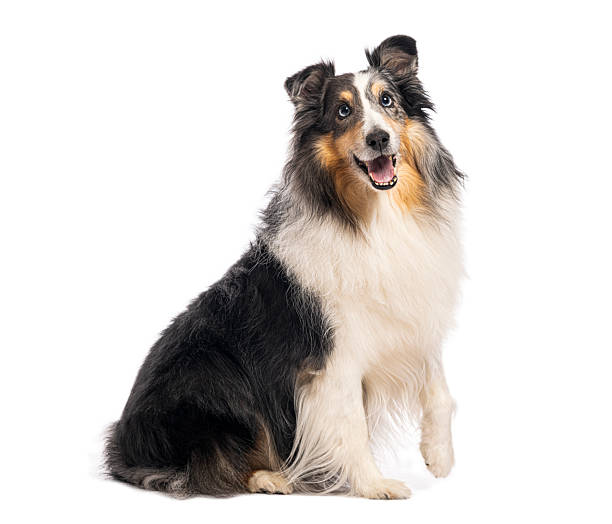 istock Shetland sheepdog blue merle dog sitting smiling 2245301665