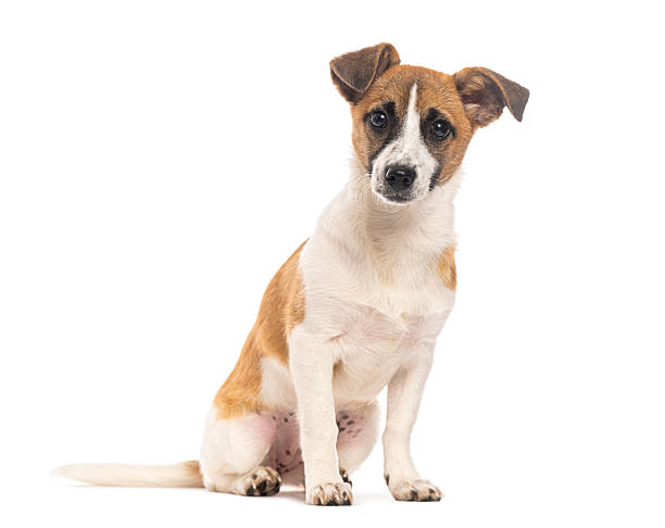 Cute jack russell puppy sitting on a white background