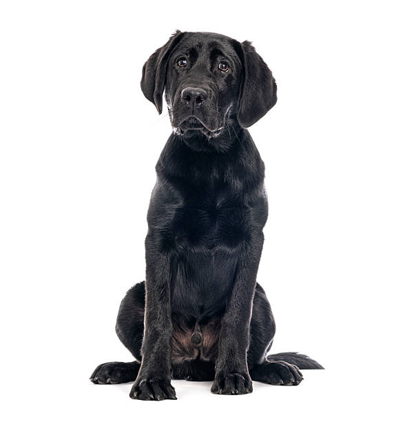 istock Black labrador retriever puppy sitting on white background 2245301705