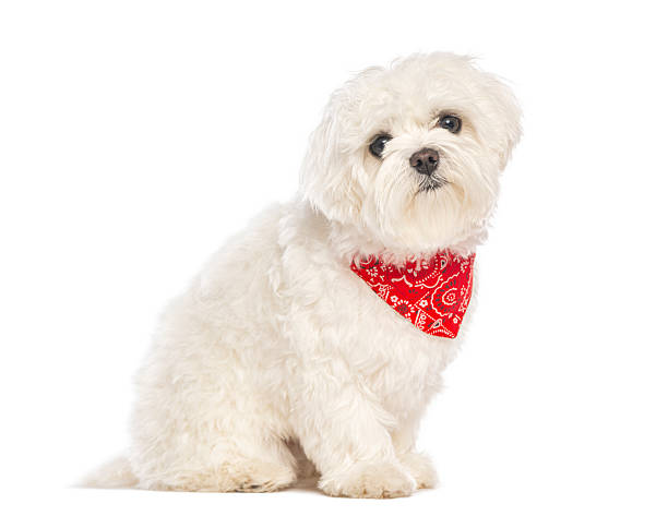 istock Fluffy white maltese puppy wearing red bandana 2245302464