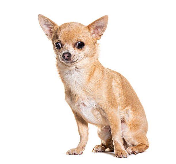 istock Chihuahua dog sitting, looking at camera 2245302687
