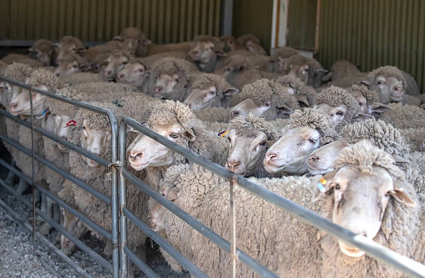 istock Merino sheep waiting in holding pen inside Australian shearing shed before wool shearing process begins 2245303436