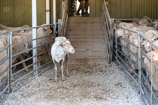 istock Freshly shorn sheep standing near flock inside Australian shearing shed, showing wool production process 2245303924