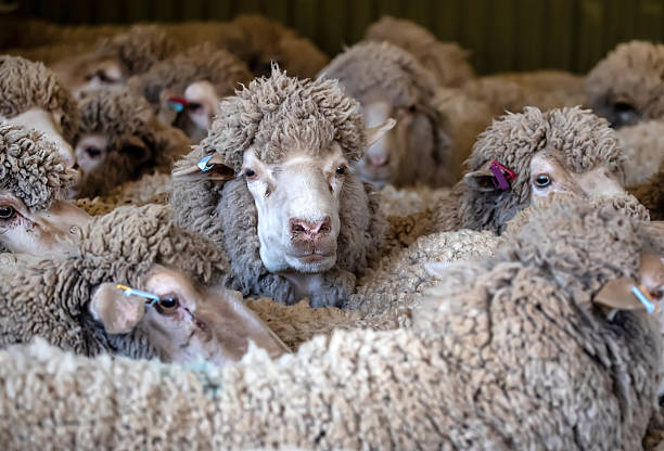 istock Merino sheep waiting in holding pen inside Australian shearing shed before wool shearing process begins 2245304370