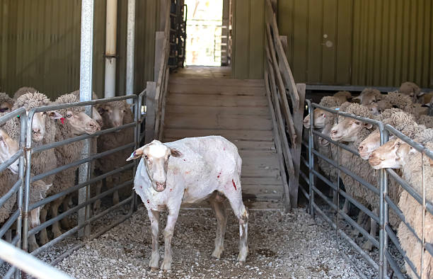 istock Freshly shorn sheep standing near flock inside Australian shearing shed, showing wool production process 2245304424