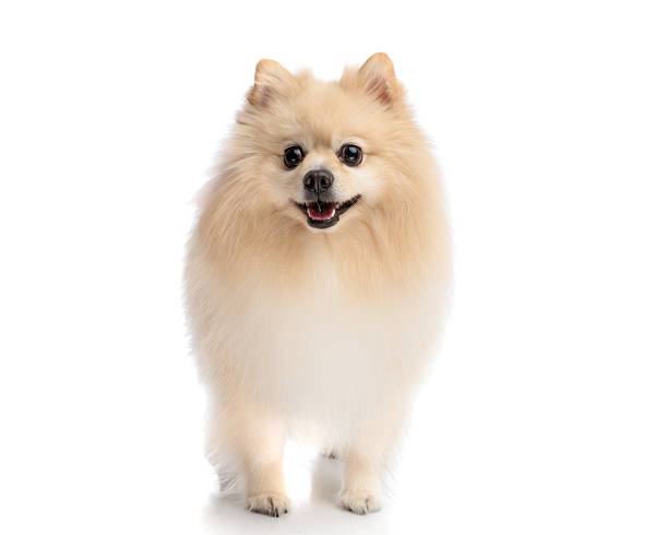istock Happy fluffy pomeranian dog standing and panting 2245304604