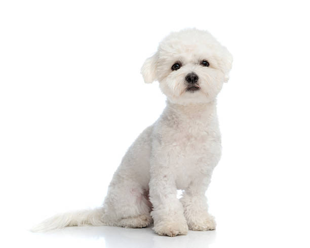 istock adorable little bichon puppy sitting and looking forward 2245304614