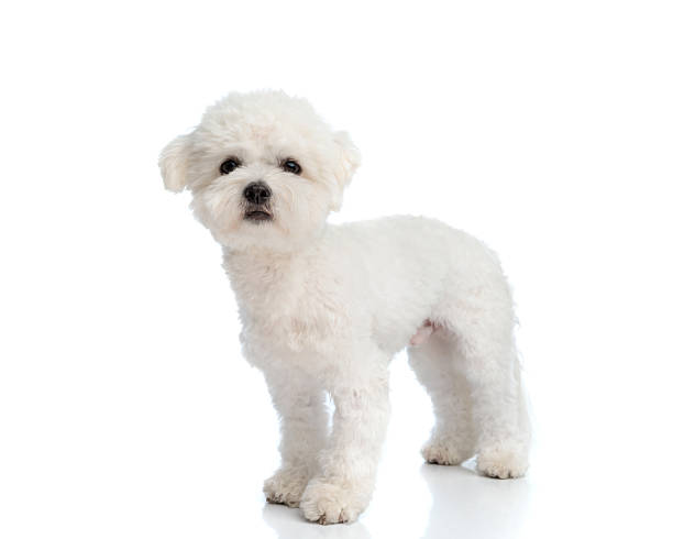 istock adorable little precious bichon puppy standing up and looking forward 2245304648