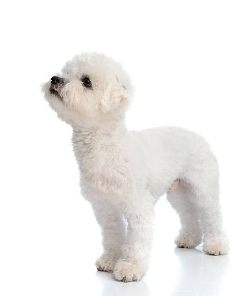 istock curious little bichon dog standing and looking up 2245304674
