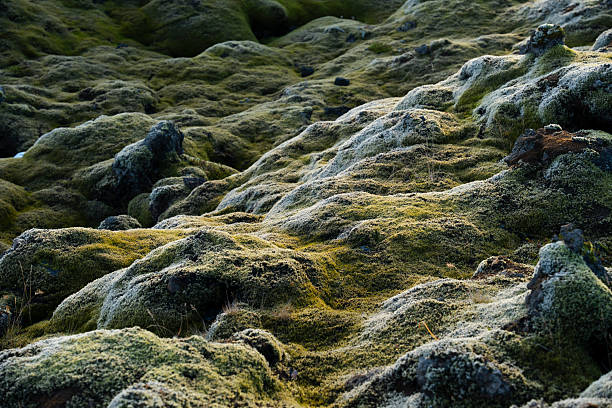 istock Mossy mounds create a natural, textured landscape, organic and untouched. 2245304868